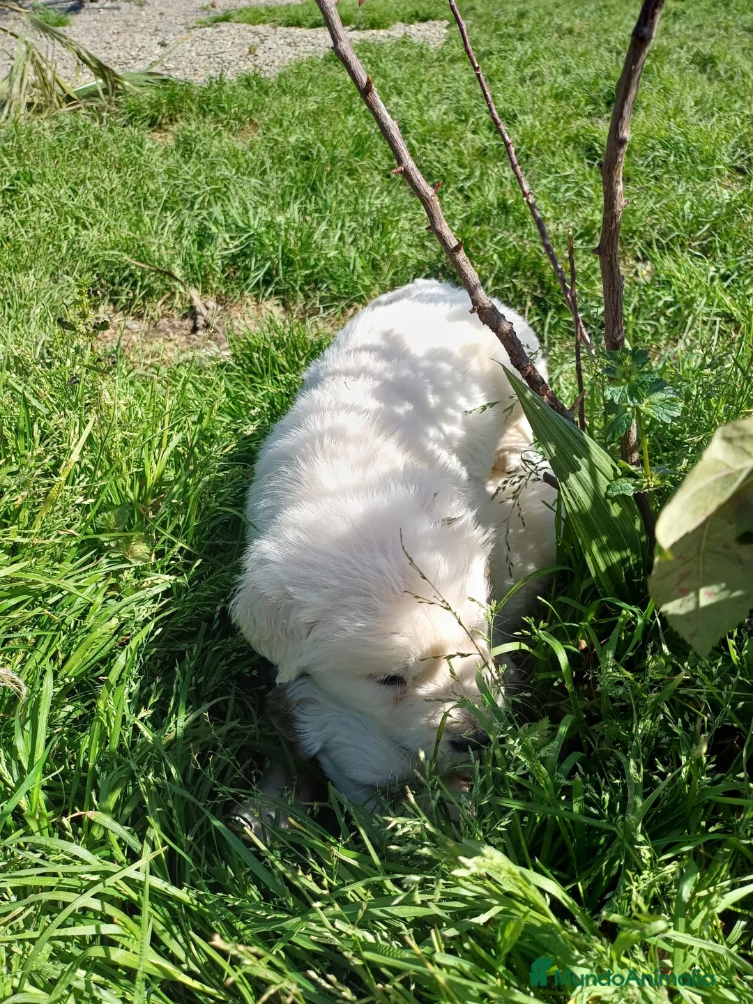 Golden Retriever perros en venta: Espectacular camada de golden retriever  en Córdoba - Anuncio 3