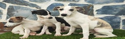 Whippet perros en venta: WHIPPET MACHO - Anuncio 6