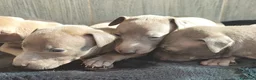 Pequeño Lebrel Italiano perros en venta: GALGO ITALIANO. PEQUEÑO LEBREL ITALIANO - Anuncio 4
