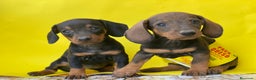 Teckel Miniatura perros en venta: Teckel cachorritos  en Ciudad Real - Anuncio 3