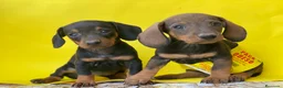 Teckel Miniatura perros en venta: Teckel cachorritos  en Ciudad Real - Anuncio 3