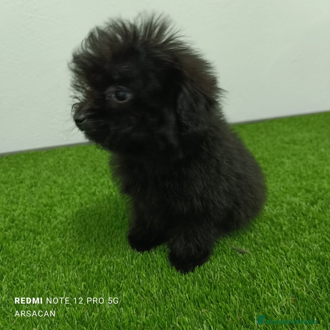 Caniche Toy perros en venta: Caniche toy- pomerania  - Imagen 2