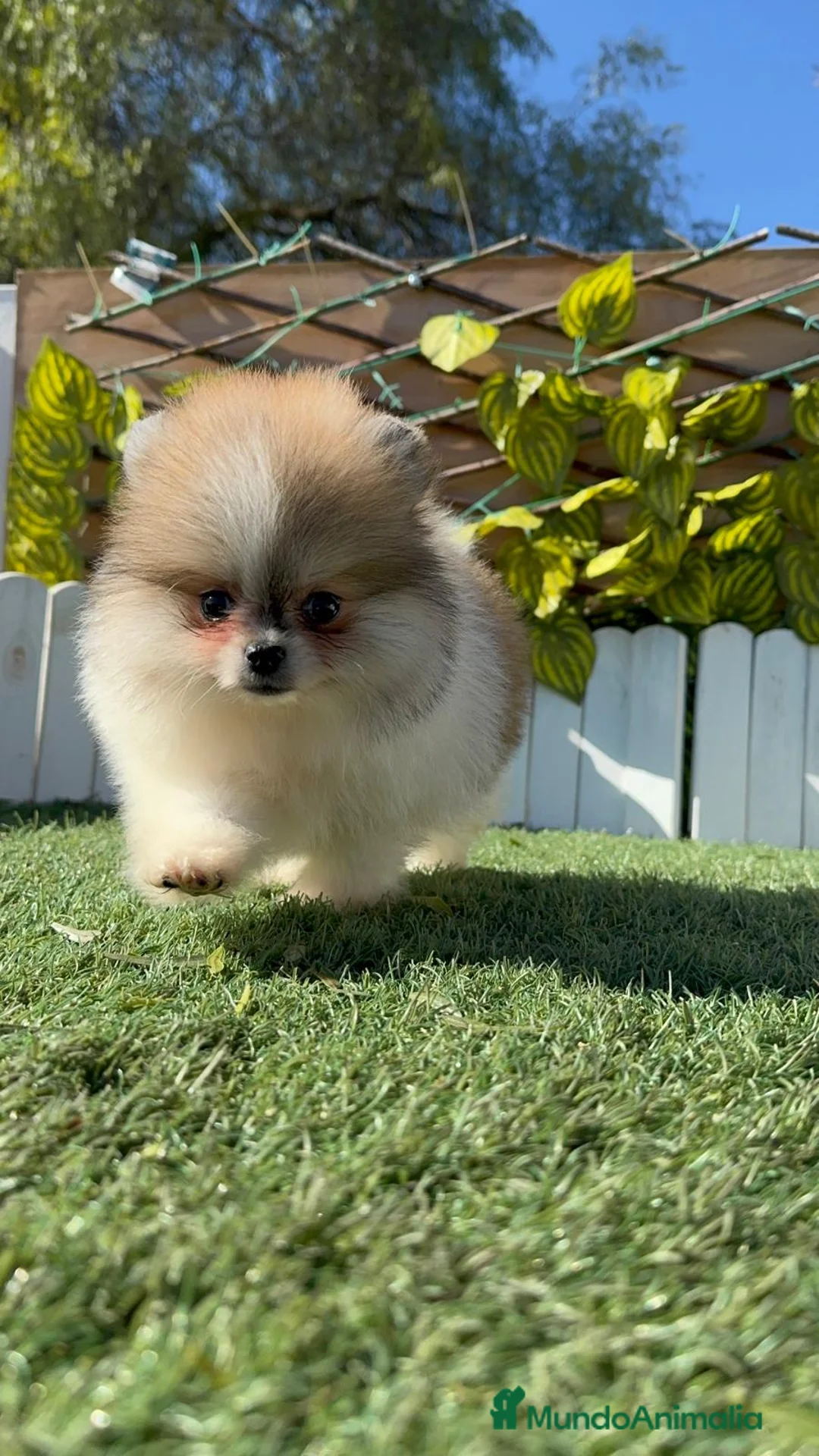 Pomerania perros en venta: POMERANIA HEMBRA - Anuncio 15