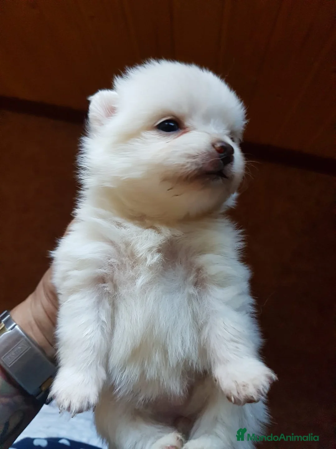 Pomerania perros en venta: Lulú de Pomerania preciosos en Barcelona - Anuncio 3