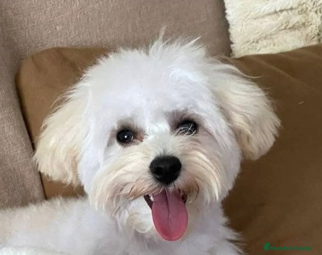 Maltipoo perros en venta: Adorables cachorritos de Maltipoo - Anuncio 2