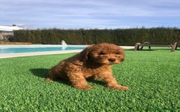Labradoodle perros en venta: Labradoodle australiano - Imagen 2