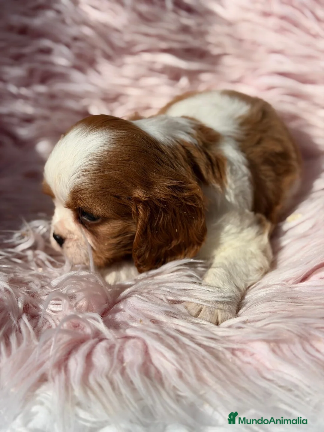 Cavalier King Charles Spaniel perros en venta: Cavalier Preciosa cachorra  - Anuncio 2