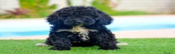 Perro de Agua Español perros en venta: Perro de agua , cachorros  - Anuncio 5