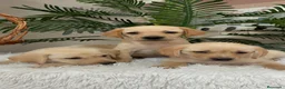 Labrador Retriever perros en venta: LABRADOR RETRIEVER - Anuncio 16