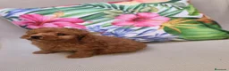 Caniche Toy perros en venta: Caniche toy  - Anuncio 7