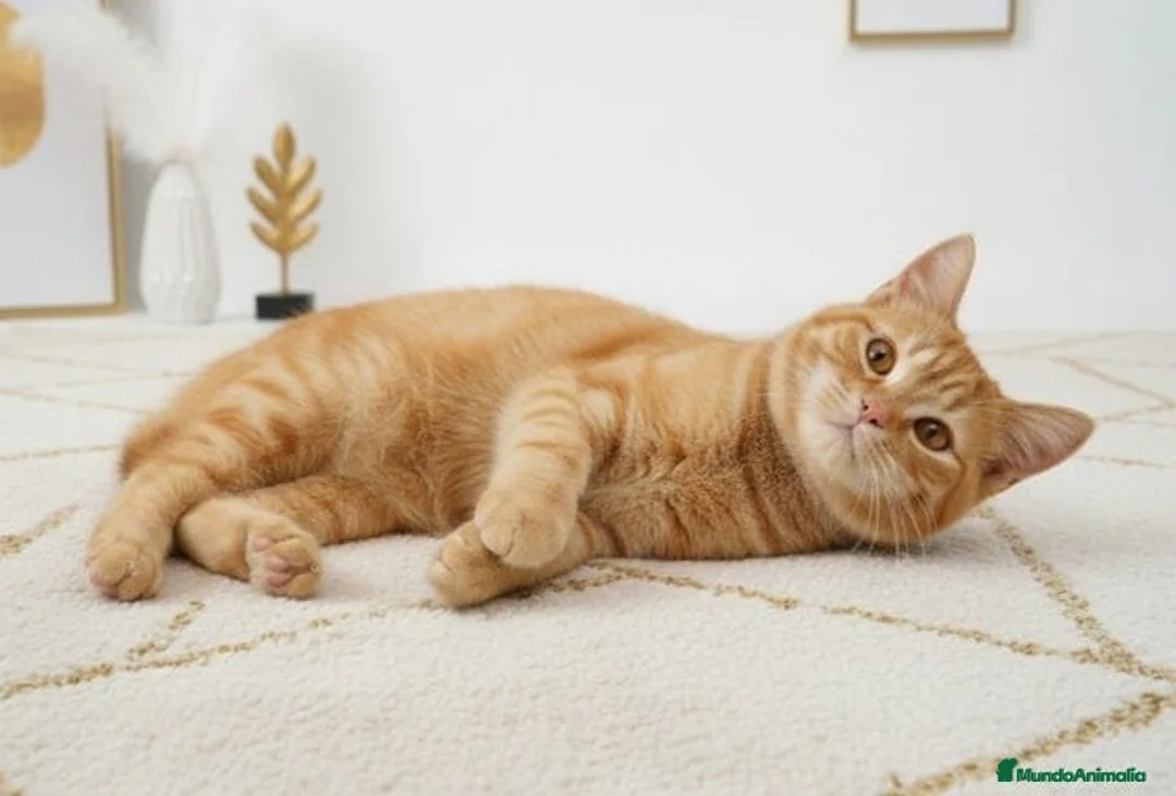 Británico de Pelo Corto gatos en venta: Precioso britanico gran calidad muy pomposo - Anuncio 2