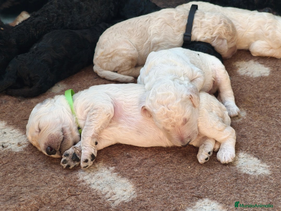 Caniche Gigante perros en venta: Cachorros caniche gigante  - Imagen 4