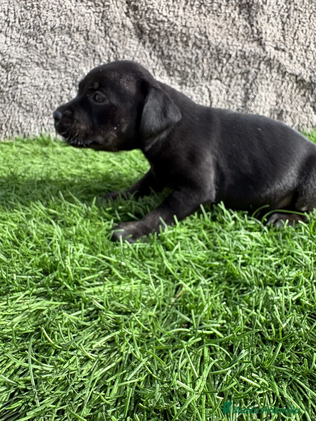 Staffordshire Bull Terrier perros en venta: Hembra de Staffordshire Bull Terrier  - Anuncio 12