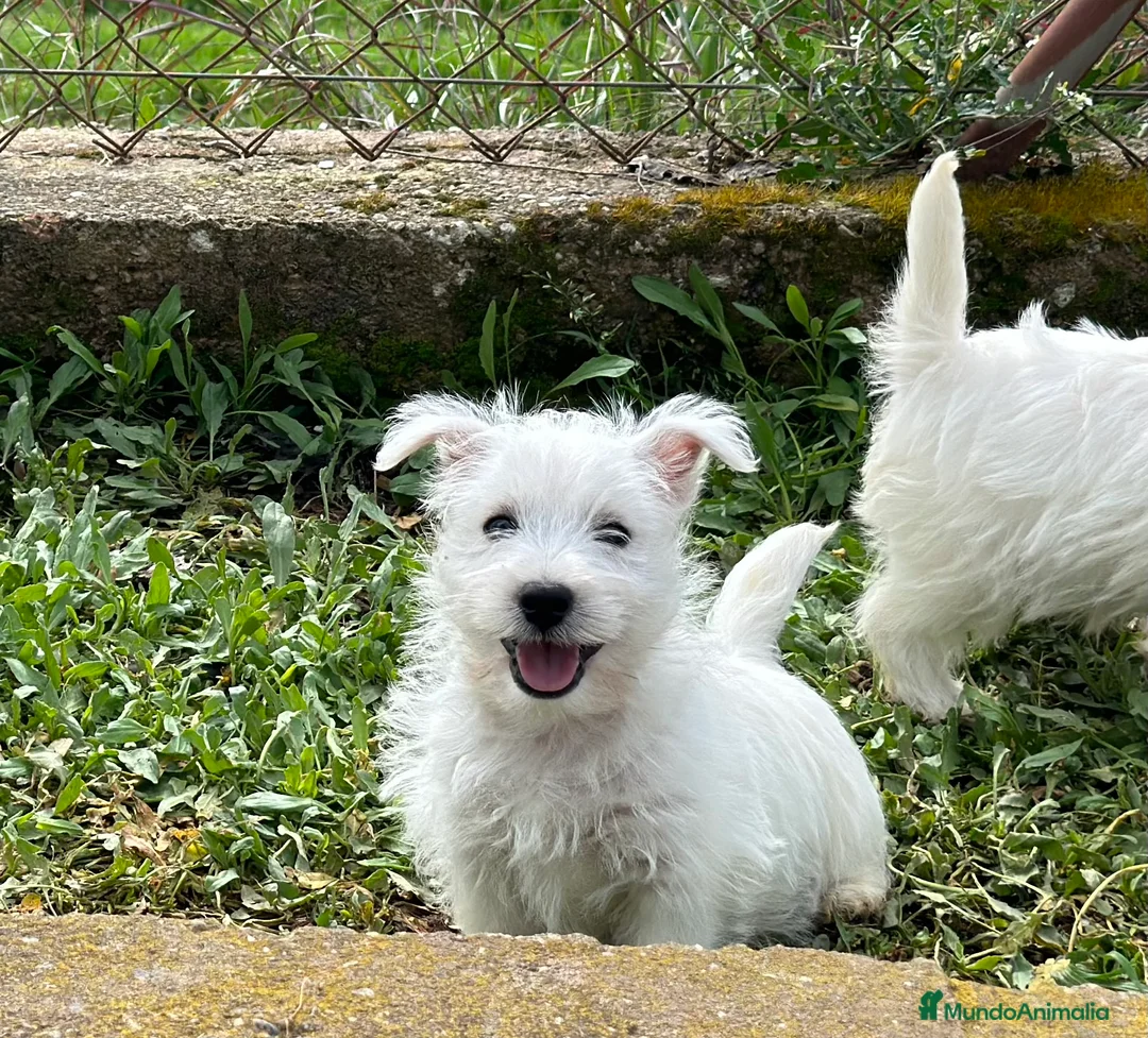 West Highland White Terrier perros en venta: WESTY MACHO DISPONIBLE! en Barcelona - Anuncio 1