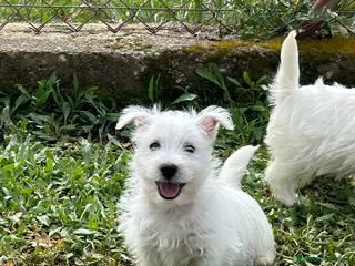 West Highland White Terrier perros WESTY MACHO DISPONIBLE! - Anuncio 25