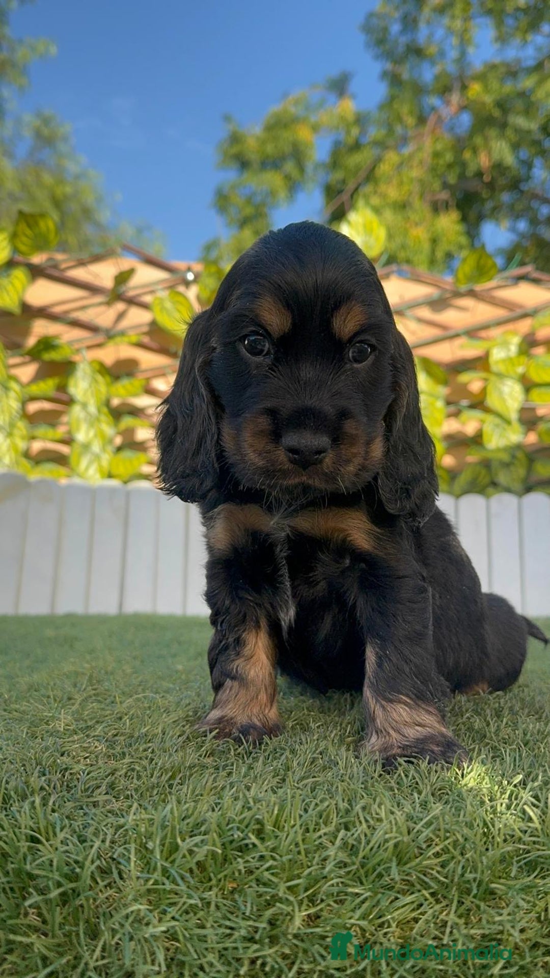 Cocker Spaniel Inglés perros en venta: COCKER SPANIEL INGLES - Imagen 12