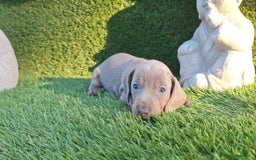 Teckel Miniatura perros en venta: Teckel kanichen isabela disponibles  - Anuncio 2