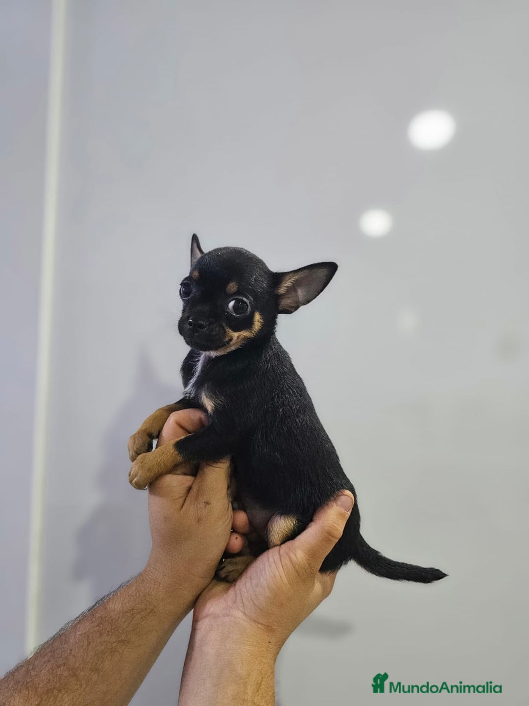 Chihuahua perros en venta: Increíbles chihuahuas toy merles - Imagen 17