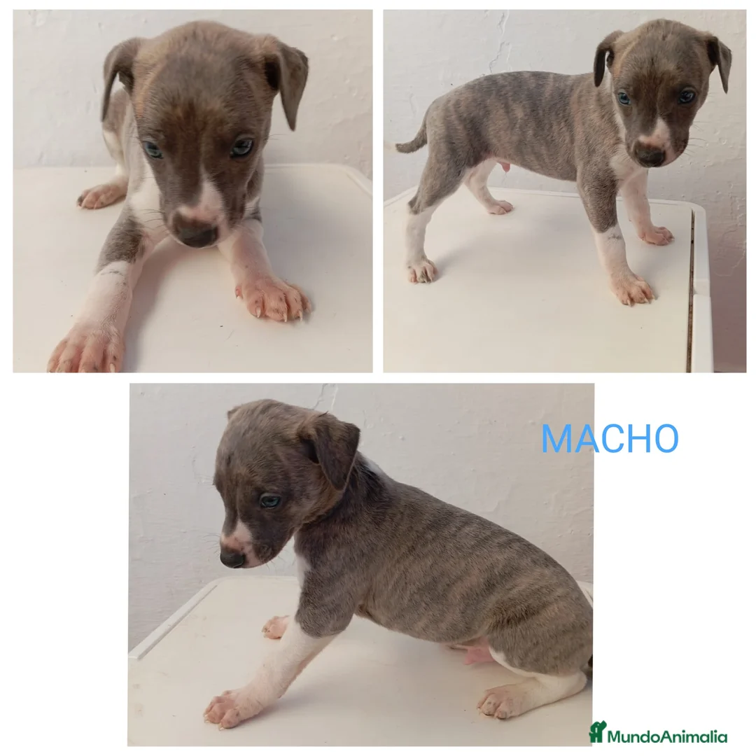Whippet perros en venta: Whippet macho y hembra en Córdoba en Madrid - Anuncio 2