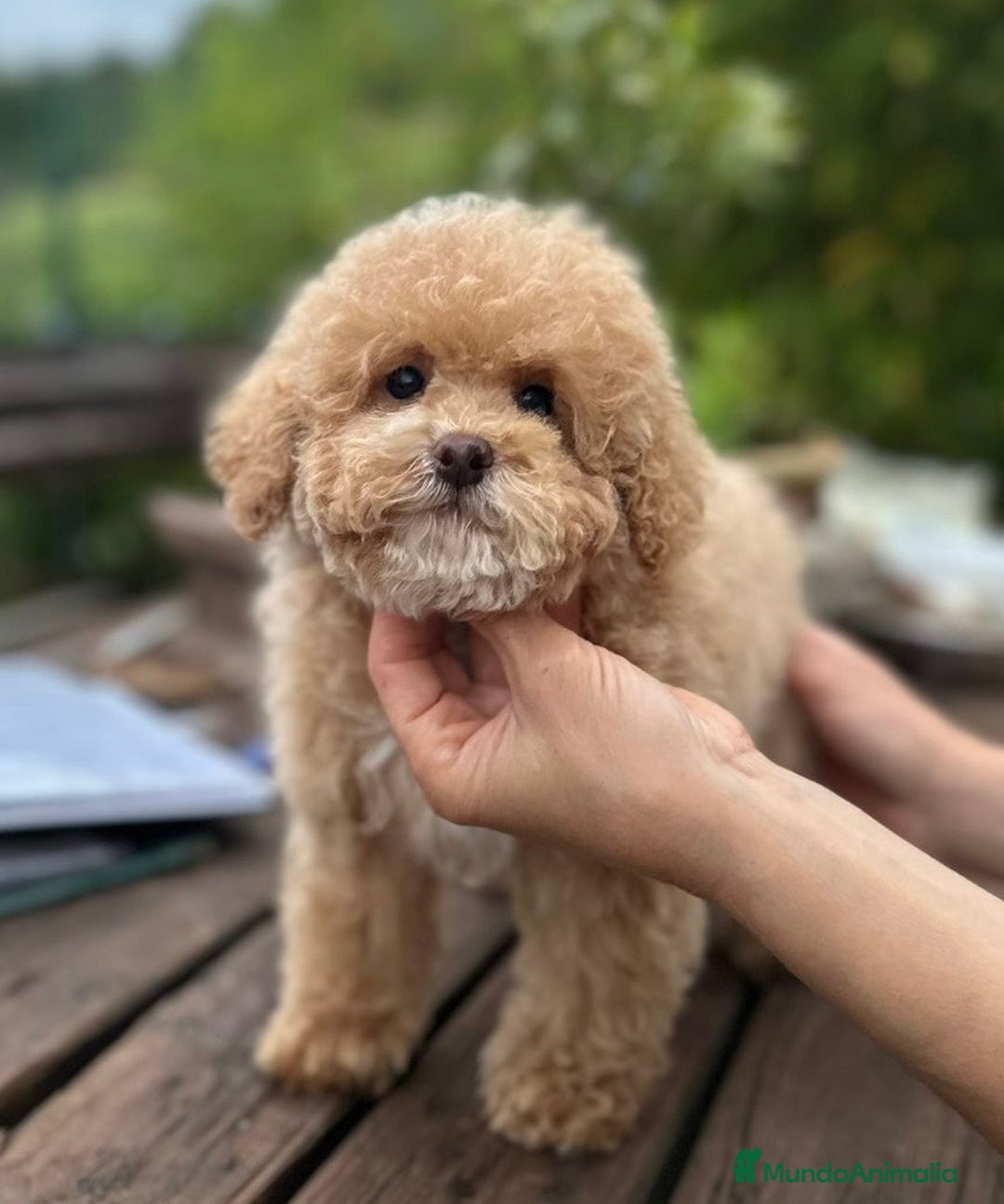 Caniche Toy perros en venta: Caniches toys - Anuncio 3