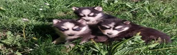 Husky Siberiano perros en venta: Cachorros de husky siberiano ojos azules  - Anuncio 2