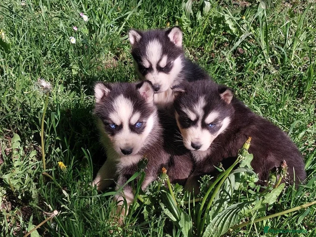 Husky Siberiano perros en venta: Cachorros de husky siberiano ojos azules  - Anuncio 2