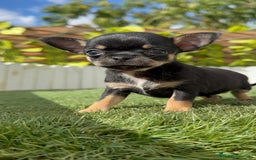 Chihuahua perros en venta: CHIHUAHUA MACHO - Imagen 18