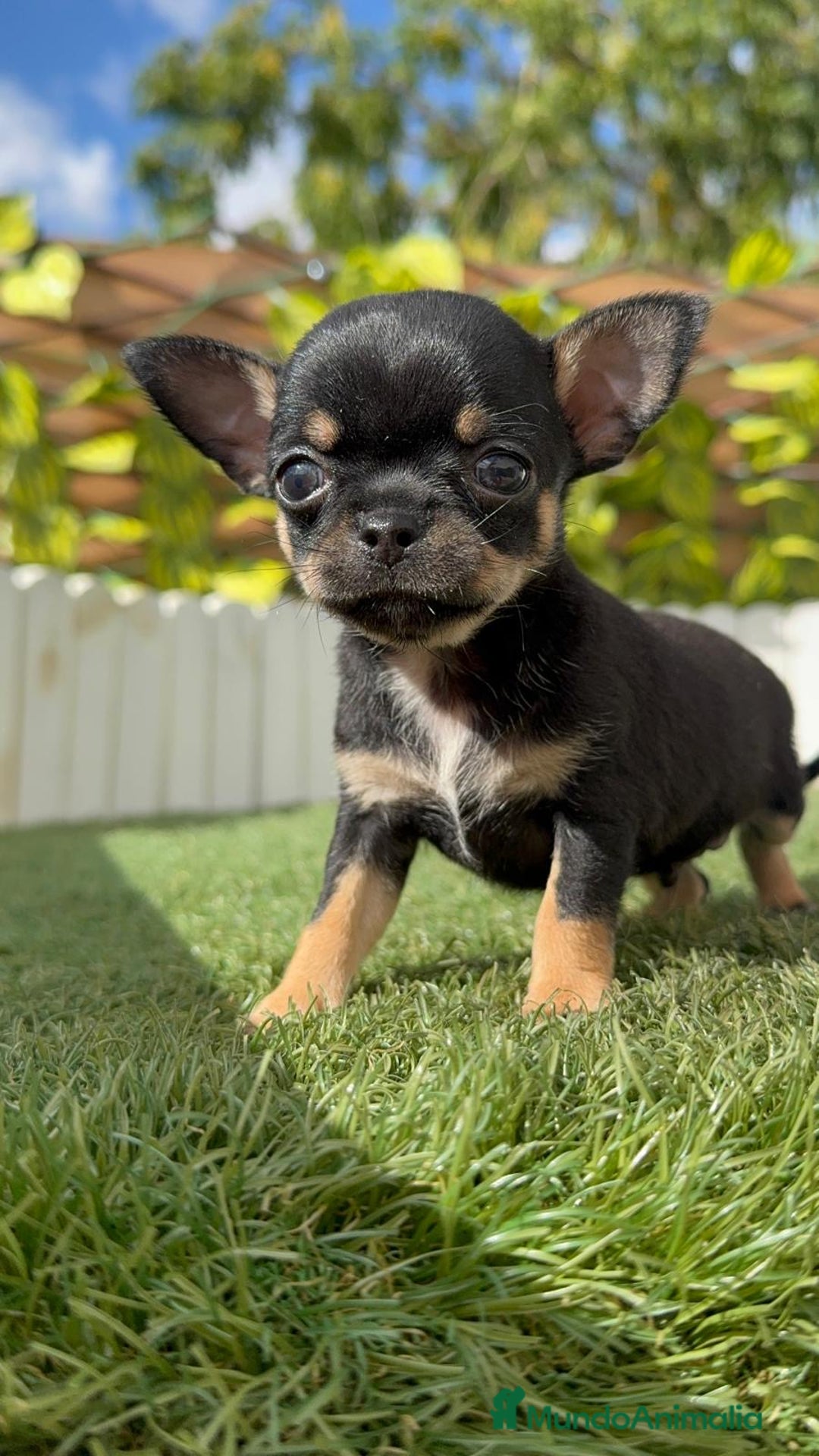 Chihuahua perros en venta: CHIHUAHUA MACHO - Imagen 18