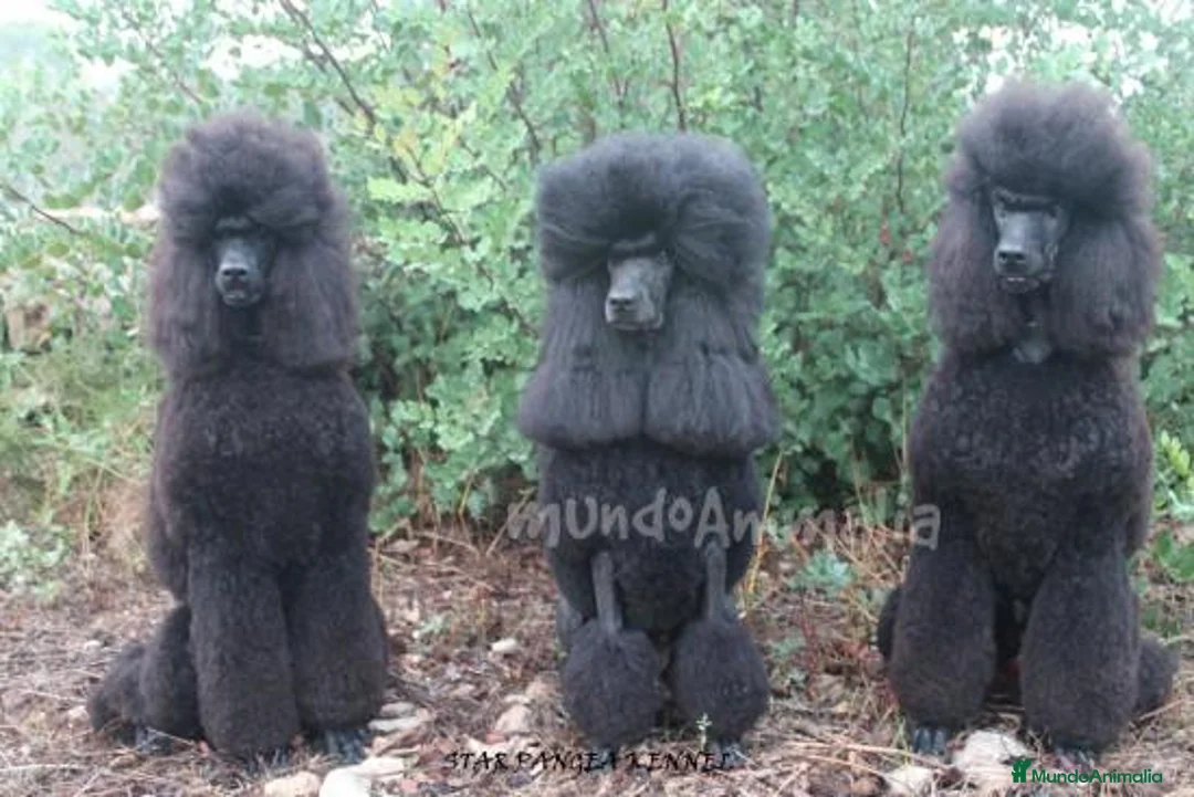 Imagen de galería {{count}}