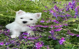 West Highland White Terrier perros en venta: Westys Macho disponible  - Imagen 9