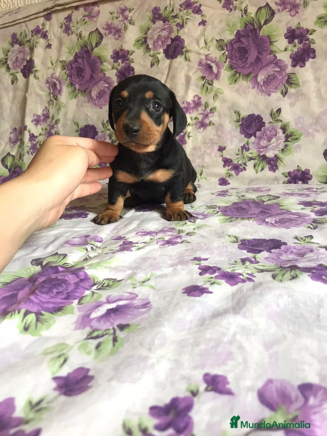 Teckel Miniatura perros en venta: Teckel , CONDICIONES INMEJORABLES  en Ciudad Real - Anuncio 7