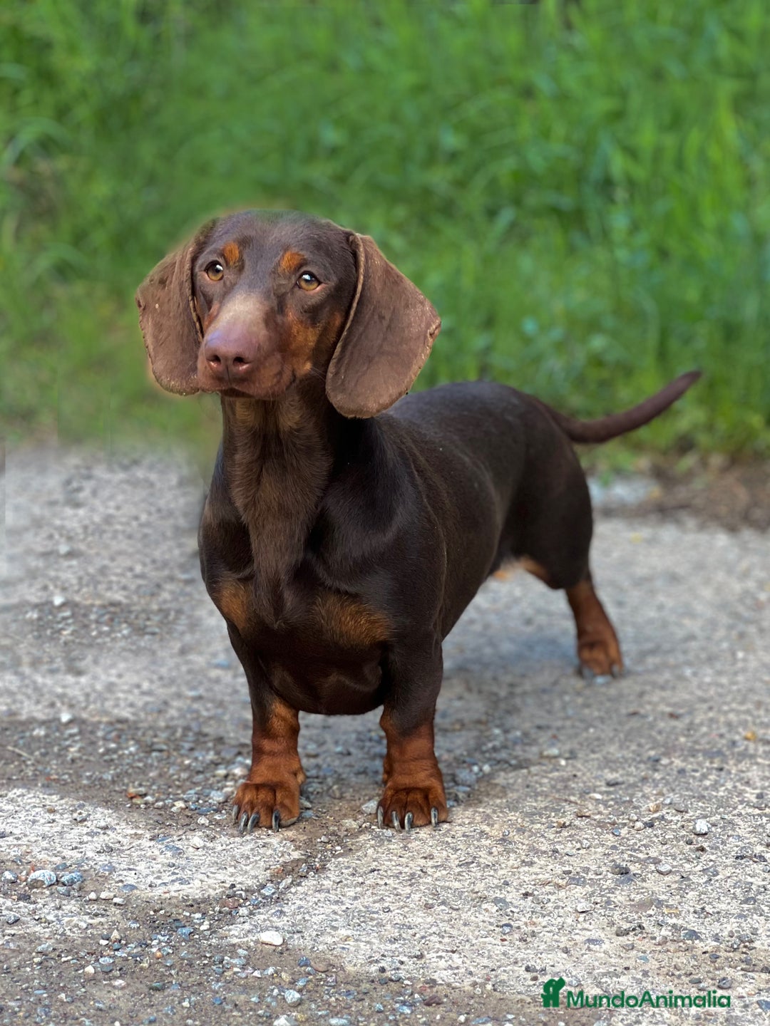 Teckel Miniatura perros en venta: TECKEL ARLEQUÍN MINIATURA - Anuncio 4