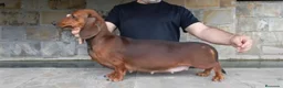Teckel perros en venta: Cachorros de Teckel - Anuncio 4