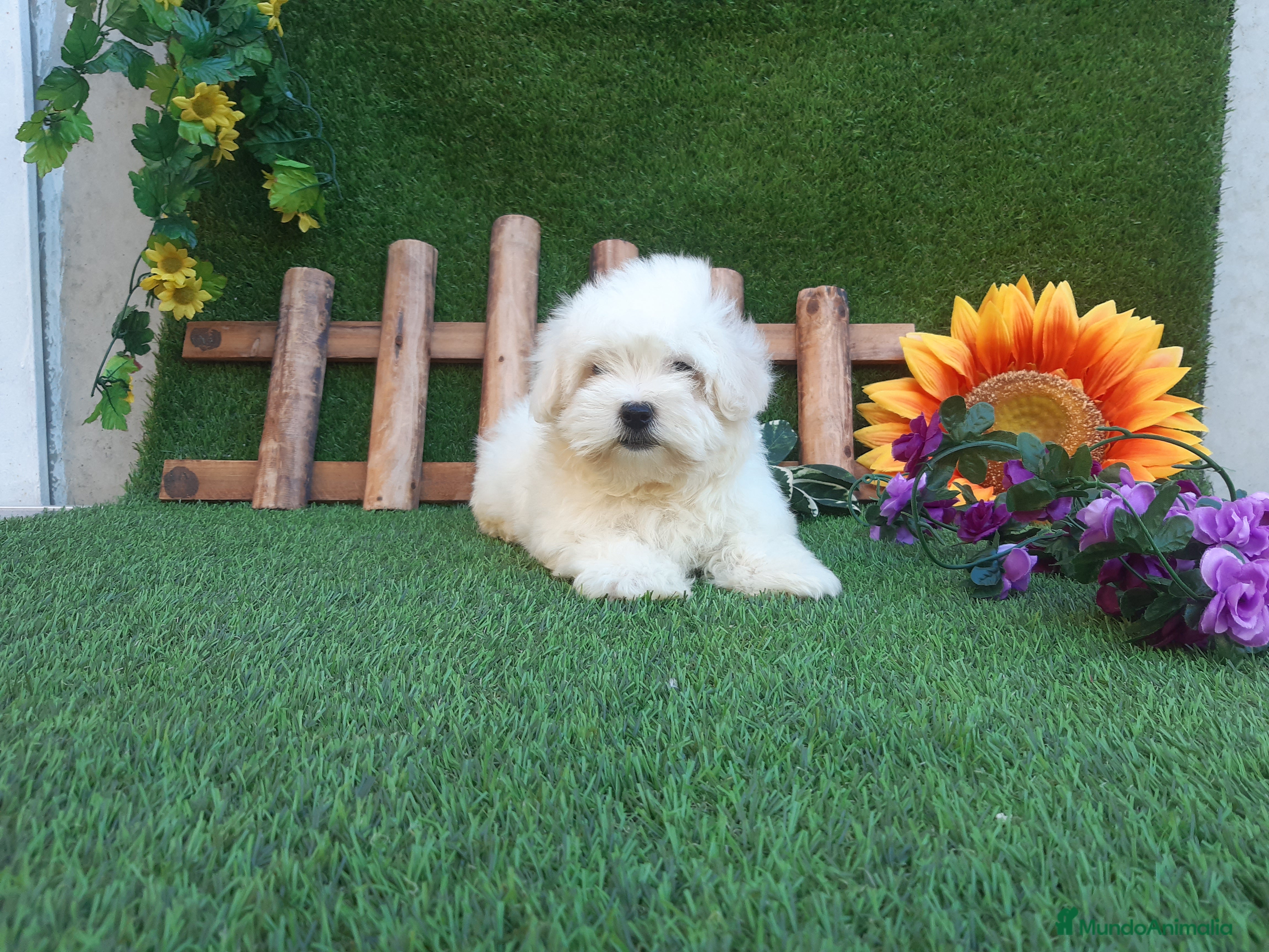 Bichón Maltés perros preciosos bichon maltes toy - Anuncio 1