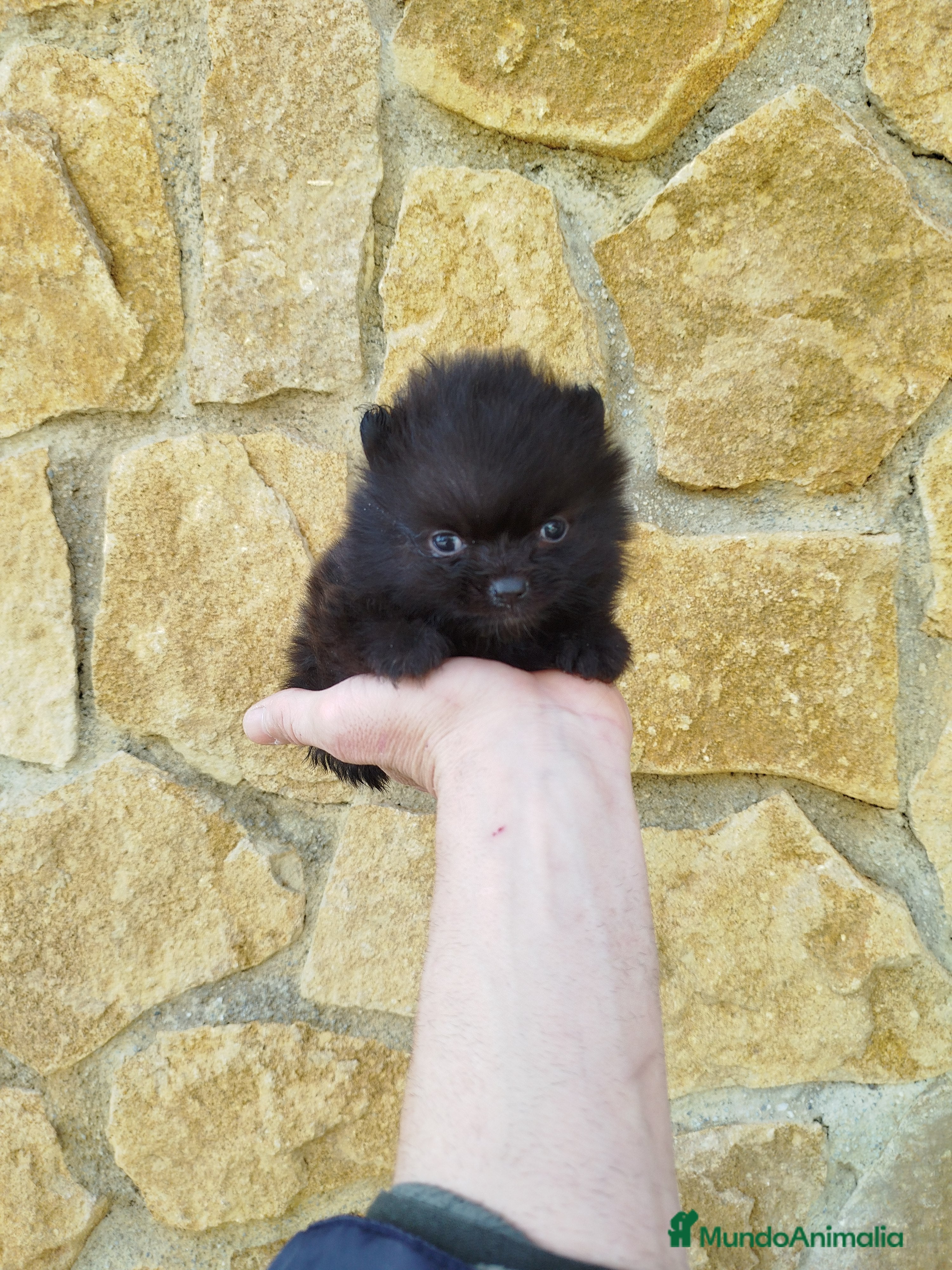 Pomerania perros Pomeranias toy  - Anuncio 5