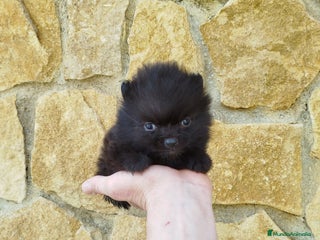 Pomerania perros Pomeranias toy - Anuncio 1