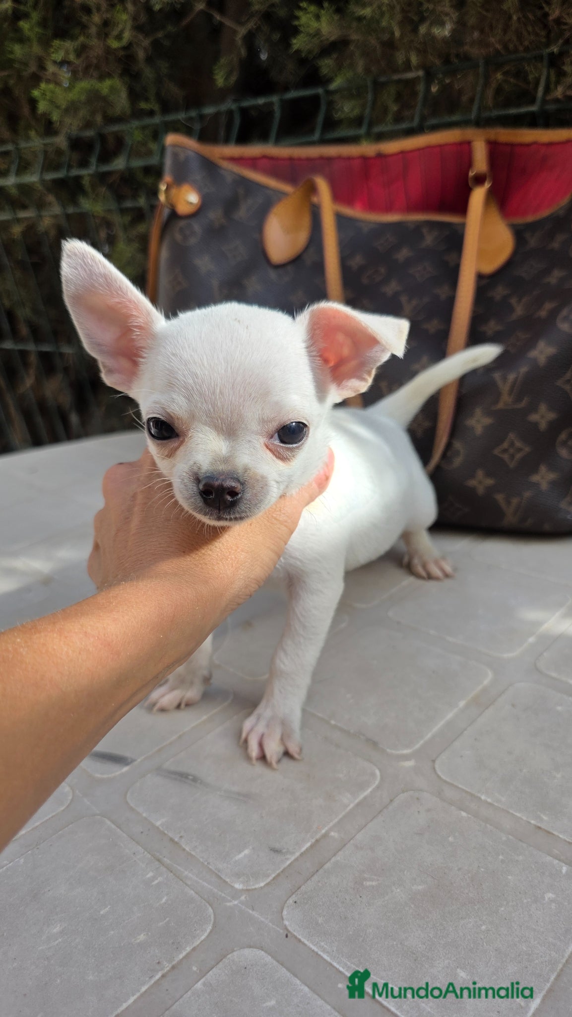 Chihuahua perros Chihuahua  blanco mini  - Anuncio 1
