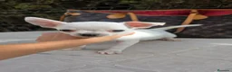 Chihuahua perros en venta: Chihuahua  blanco mini  - Anuncio 1