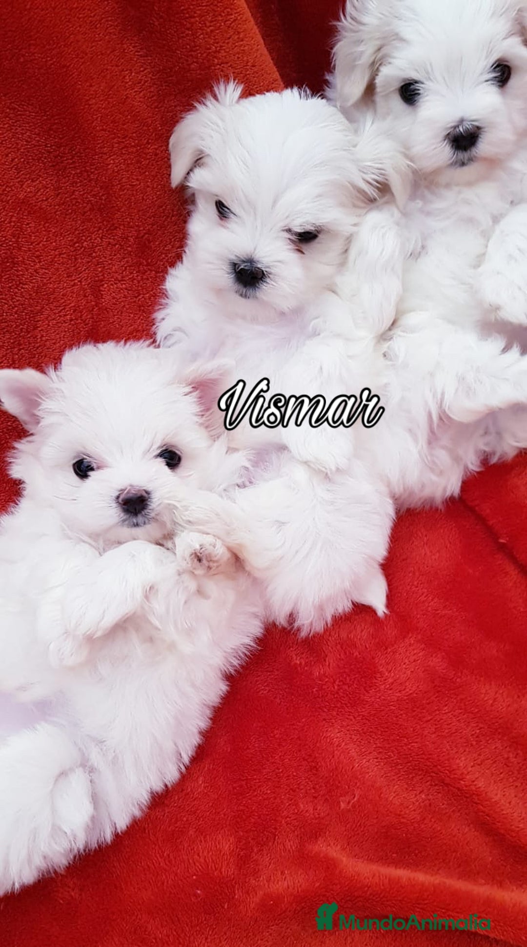 Bichón Maltés perros en venta: Bichón Maltés - Anuncio 6