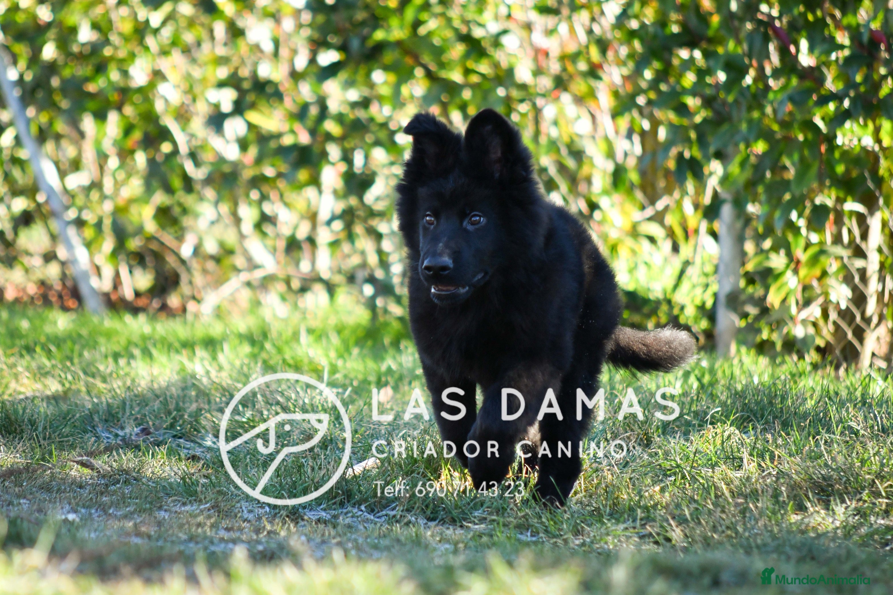Pastor Color Macho pastor alemán color negro en venta en Burgos | MundoAnimalia