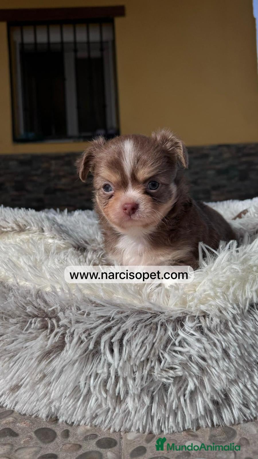 Chihuahua perros CHIHUAHUA PELO LARGO LINEA RUSA - Anuncio 3