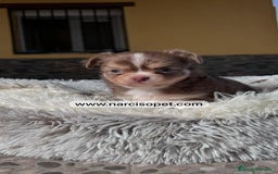 Chihuahua perros en venta: CHIHUAHUA PELO LARGO LINEA RUSA - Imagen 1