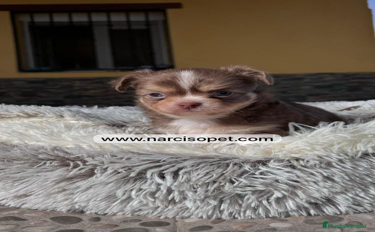 Chihuahua perros - Anuncio 13