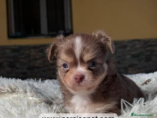 Chihuahua perros CHIHUAHUA PELO LARGO LINEA RUSA - Anuncio 2