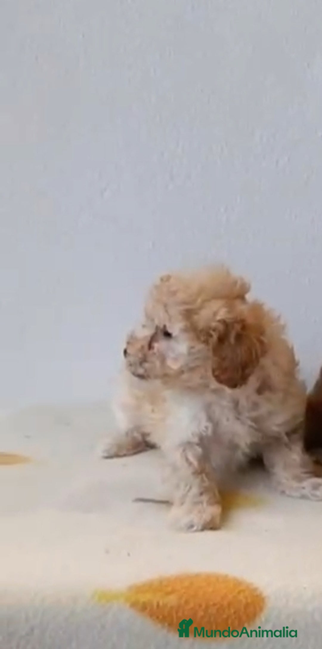 Caniche Toy perros en venta: Caniche toy  - Anuncio 9