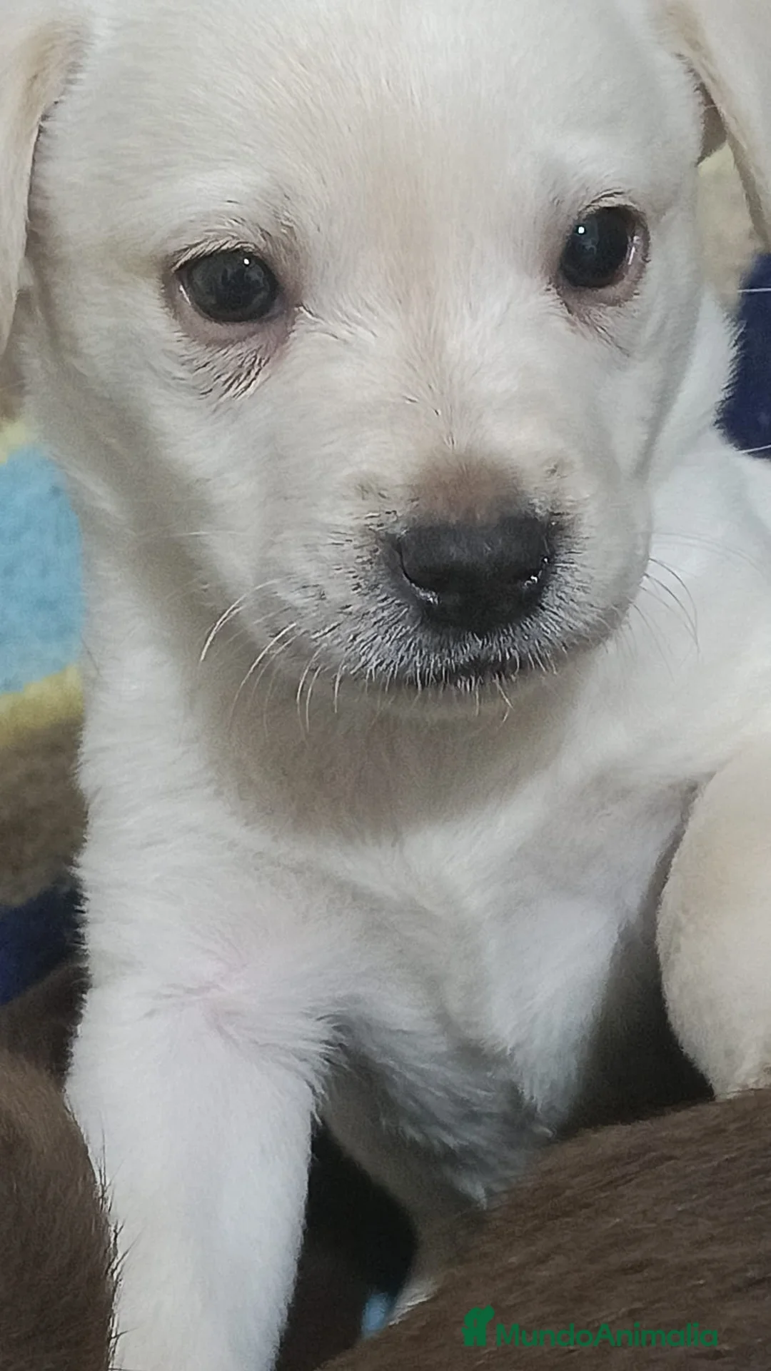 Labrador Retriever perros en venta: Macho canela labrador retriever  - Anuncio 1