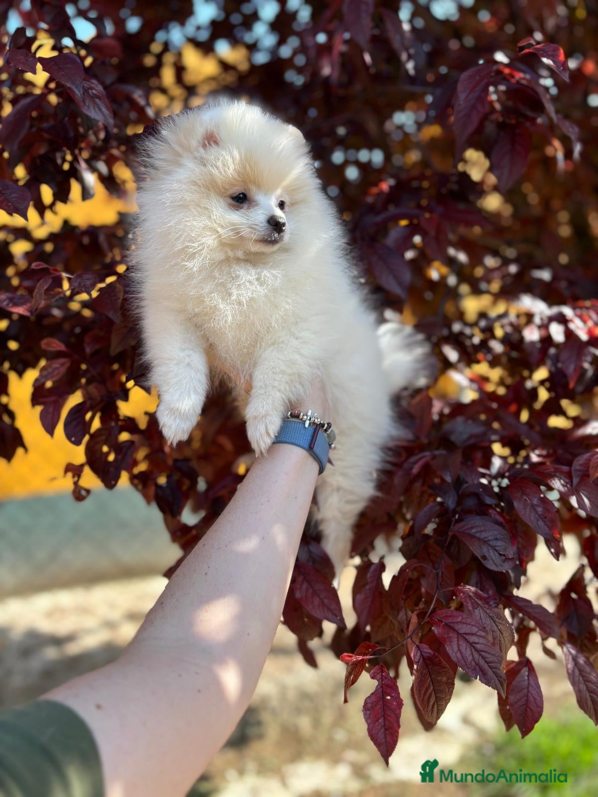 Pomerania perros Pomerania con vacunación completa !! - Anuncio 25