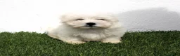 Bichón Maltés perros en venta: Bichon Maltes  - Anuncio 16