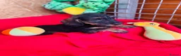 Teckel Miniatura perros en venta: Teckel Pelo Duro Miniatura - Anuncio 6