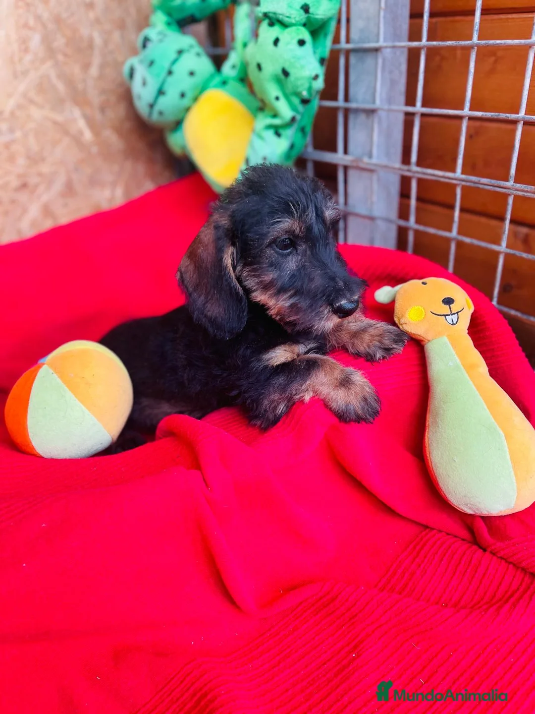 Teckel Miniatura perros en venta: Teckel Pelo Duro Miniatura - Anuncio 6